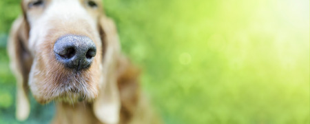 Nose of a cute funny Irish Setter dogの写真素材
