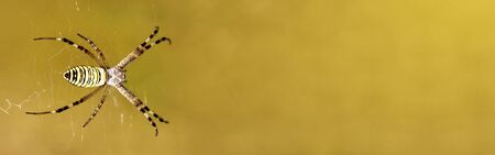 Spider web banner with copy space