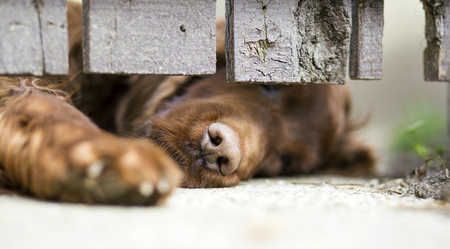 Dog shelter concept - web banner of a dog as giving his paw behind a wooden fenceの写真素材