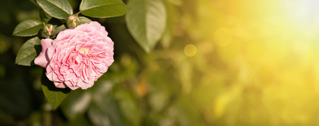 Soft pink rose flower suitable for Valentine's day and mother's day cardの写真素材