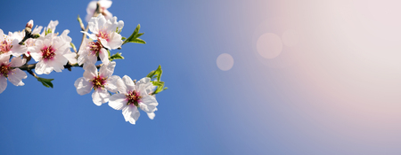 Spring forward, springtime concept - pink flowers web banner or mother's and women's day greeting...