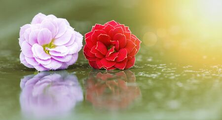 Springtime, spring concept - web banner of pink and red flowersの写真素材