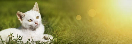 Web banner of a cute happy white kitten cat as lying in the grassの写真素材