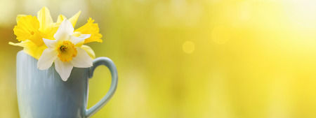 Springtime and Easter concept - yellow flowers in a blue cupの写真素材