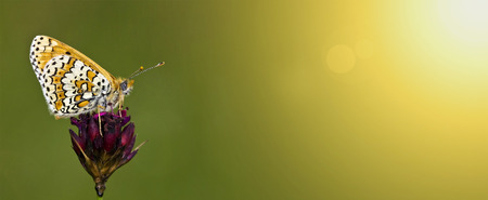 Web banner of a small butterfly with copy space - spring, summer conceptの写真素材