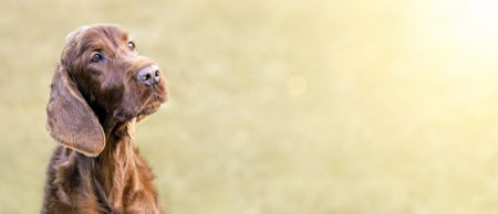 Web banner of a happy cute Irish Setter dog with blank, copy spaceの写真素材