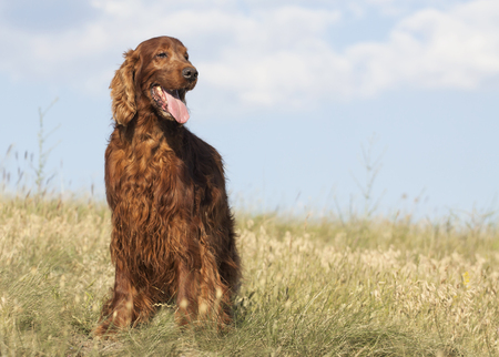 Happy smiling Irish Setter dog standing in the grass in summer