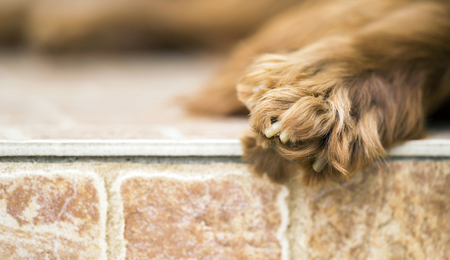 Furry paw of a cute Irish Setter dog - web banner with blank, copy spaceの写真素材