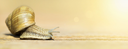 Slow web concept - banner of a cute snail with blank, copy space