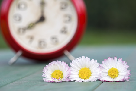 Summertime, time concept background - white daisy flowers with a red retro alarm clockの写真素材