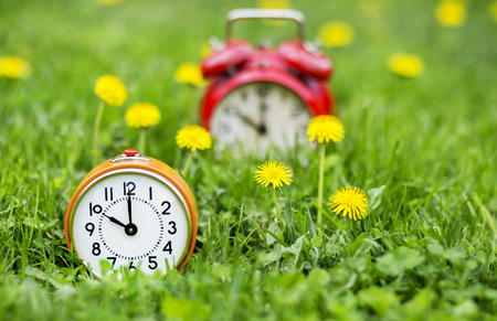 Summertime concept - alarm clocks and yellow dandelion flowers in the grassの写真素材