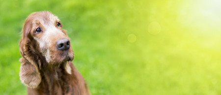 Web banner of a beautiful old Irish Setter dogの写真素材