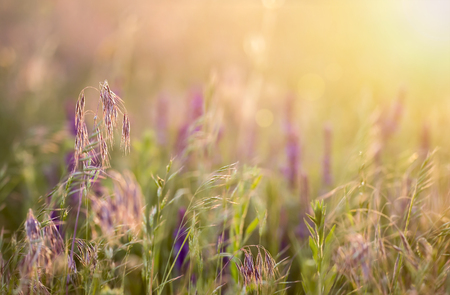 Grass and pollen meadow in the blowing wind at sunsetの写真素材