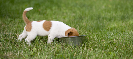 Dog pet feeding - web banner of a hungry jack russell terrier puppy as eating in the grassの写真素材