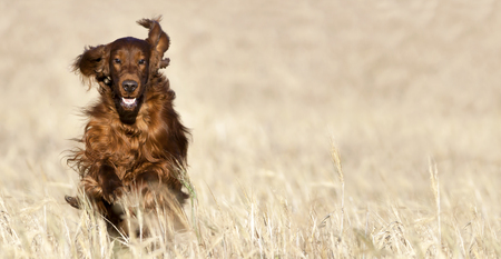 Happy pet Irish setter dog running in the field - web banner, background ideaの写真素材