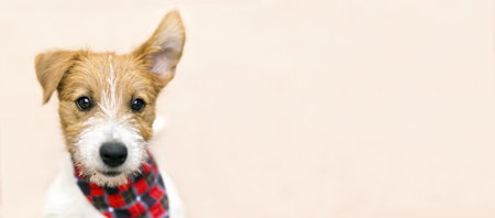 Funny pet dog jack russell puppy listening with ear - web banner ideaの写真素材