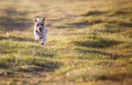 Happy jack russell pet puppy running in the grass - dog background with copy spaceの写真素材