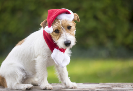 Cute happy christmas gift surprise puppy pet dog with Santa hatの写真素材