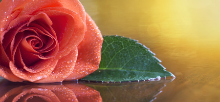Red rose flower on golden background, Valentine's day card, web banner with copy spaceの写真素材