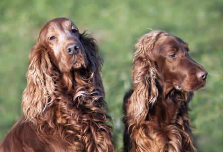 Dog love and care, beautiful furry irish setter dogs waiting for grooming