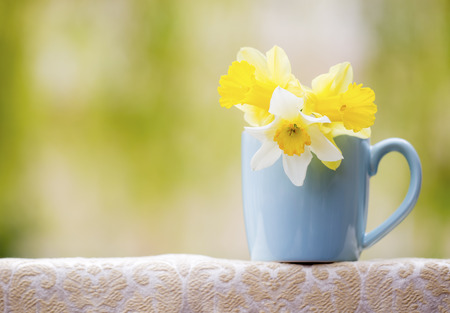 Spring forward, springtime concept, Easter daffodil flowers, background with copy spaceの写真素材