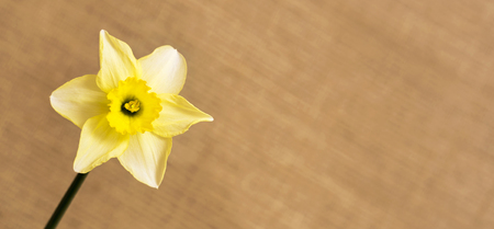 Yellow Easter daffodil flower in spring, web banner with copy spaceの写真素材