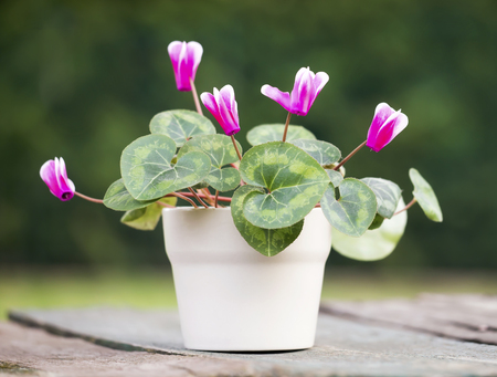 Mothers day gift, purple cyclamen potted flowerの写真素材