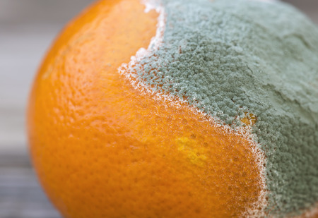 Moldy orange mandarin close-up, hygiene conceptの写真素材