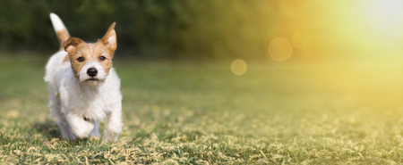 Spring, summer concept - cute happy jack russell pet dog puppy playing in the grass, web banner with...