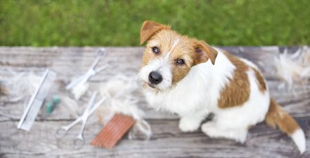 Pet grooming concept, web banner of a jack russell dog as sitting on the table with fur and equipmentsの写真素材