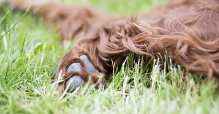 Paw and soft fur of a cute furry Irish Setter pet dog as resting in the grass, web bannerの写真素材