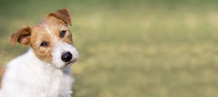 Pet therapy concept, happy funny dog puppy face, web banner with copy space