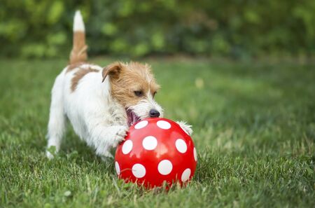 Happy pet dog puppy playing with a dotted red ball in summerの写真素材