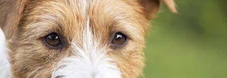 Beautiful eyes, expression close-up of a cute jack russell pet dog, web banner with copy spaceの写真素材