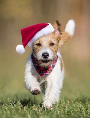 Happy christmas pet dog puppy running with santa hat, vertical backgroundの写真素材