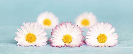 Mothers day, summer floral nature concept, fresh white daisy flowers on blue background. Web banner.の写真素材