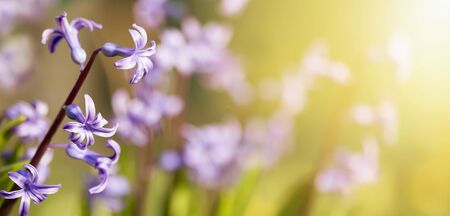 Summer, spring, nature, easter, mothers day card concept, purple hyacinth flowers. Web banner with copy space.の写真素材