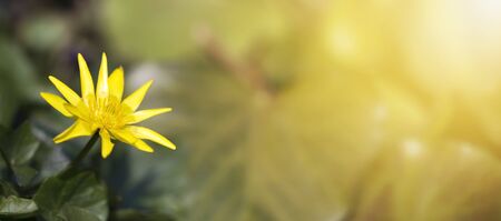 Summer, spring nature, mothers day card concept, yellow flower on green background. Web banner with copy space.の写真素材