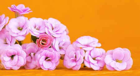Summer, spring nature concept, pink flowers on orange background. Web banner with copy space.の写真素材
