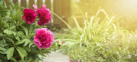 Red peony flowers in the garden, summer gardening concept, web bannerの写真素材