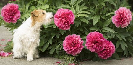 Cute small happy jack russell terrier pet dog puppy smelling peony flower in the garden, web bannerの写真素材