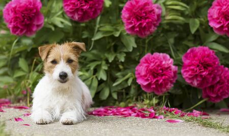 Cute small happy jack russell terrier pet dog puppy looking in the garden with peony flowers, web...