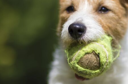 Naughty playful jack russell terrier dog chewing a tennis ball, pet training conceptの写真素材