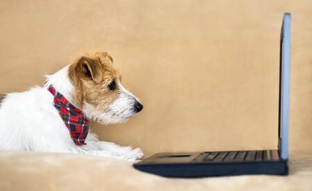 Cute jack russell terrier pet dog puppy looking a computer laptop and learning, surfing online on the internet in home officeの写真素材