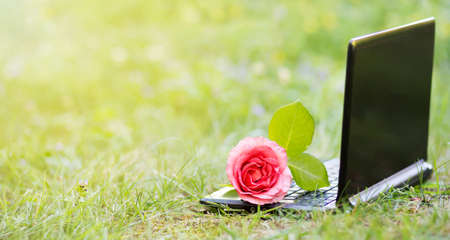 Rose flower on a computer laptop in the grass. Online dating, internet love concept, web banner.の写真素材
