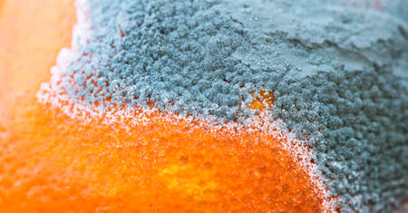 Moldy and fresh orange tangerine tangerine fruits, close-up. Food banner.の写真素材