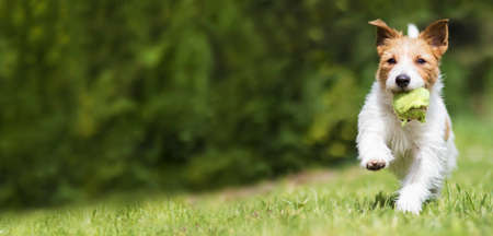 Playful happy running jack russell terrier pet dog puppy playing with a chewed tennis ball in the grass. Web banner.の写真素材