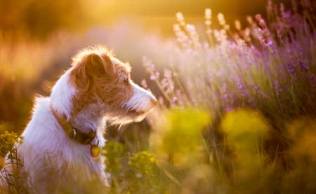 Thinking beautiful cute jack russell terrier pet dog puppy sitting in the lavender field with flowers in summerの写真素材
