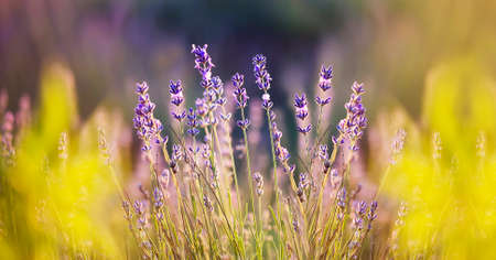 Colorful lavender flower field in summer, web bannerの写真素材