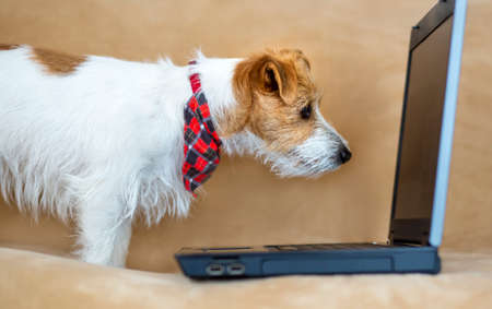 Smart happy obedient jack russell terrier puppy looking to a laptop on the sofa. Pet training concept.の写真素材